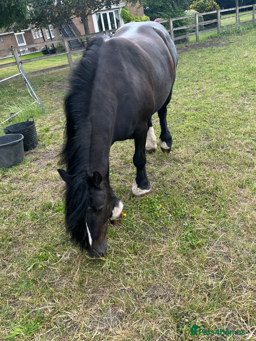 Irish Cob horses for sale: Black mare 13’2 in Downham Market - Advert 9