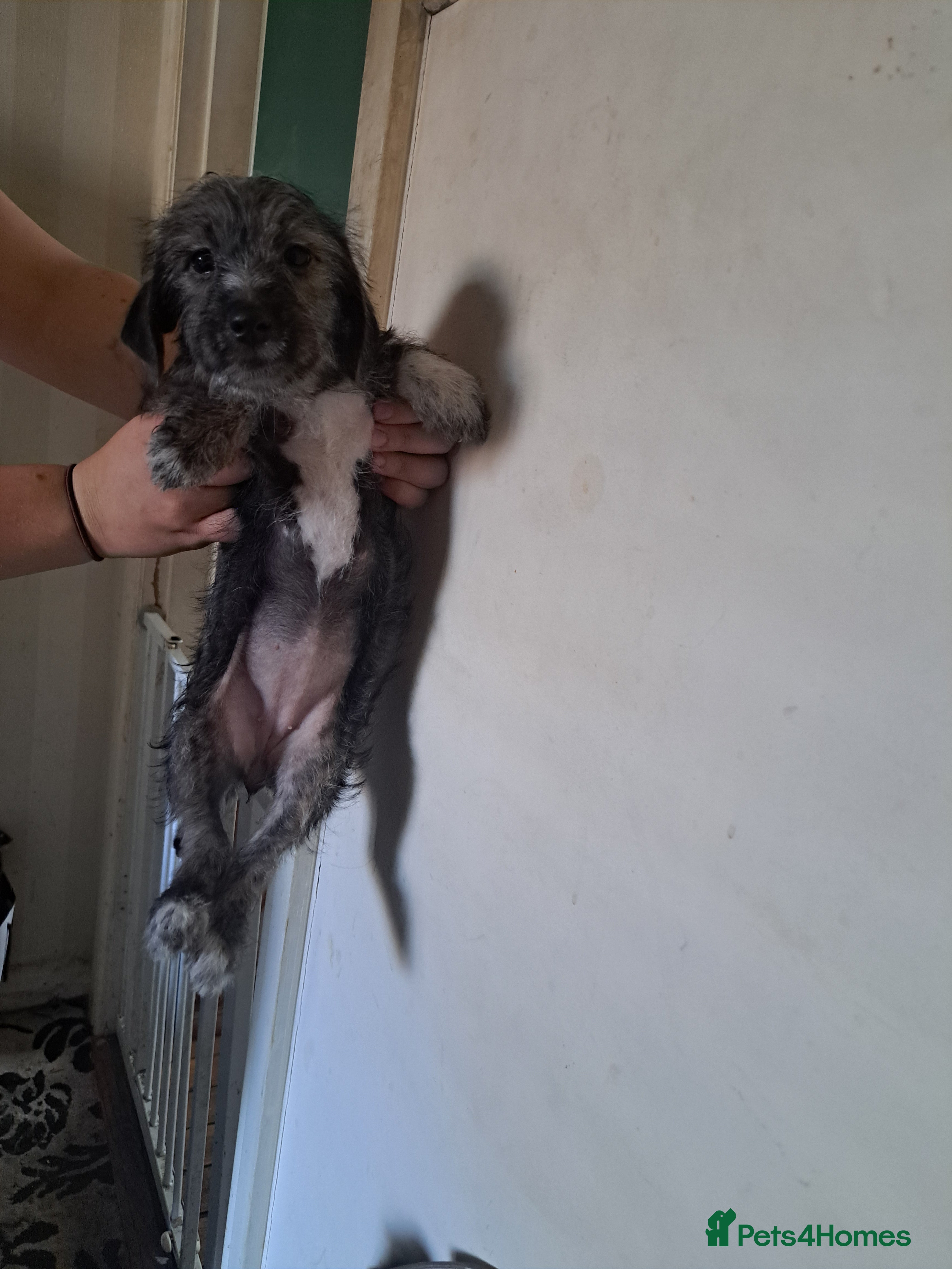 Mixed Breed dogs cockerpoo x jack russel pups  - Advert 2