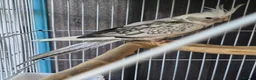 Cockatiels birds for sale: Grey & white pearl male cockatiel  in Hailsham - Advert 4