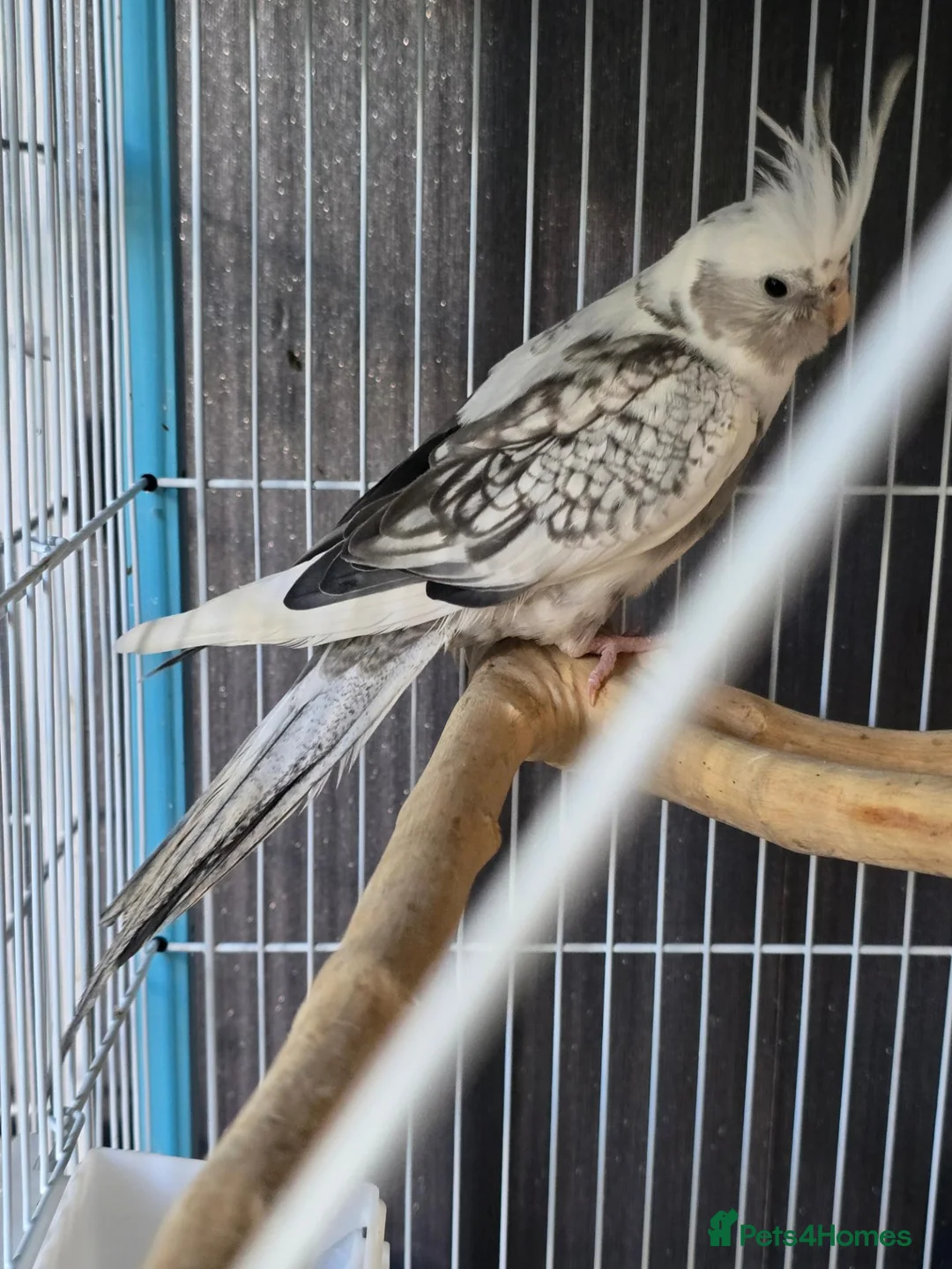 Cockatiels birds for sale: Grey & white pearl male cockatiel  in Hailsham - Advert 4