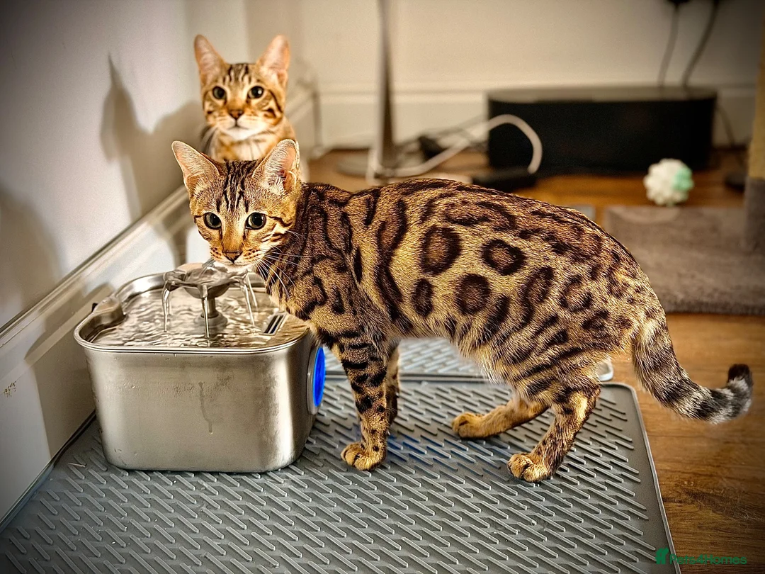 Bengal cats for sale: Pure Bengal bread  in Gravesend - Advert 1