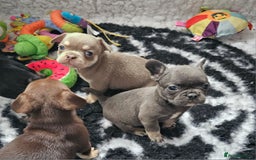 Frug dogs for sale: Beautiful Frug Babies 😍 - Image 27