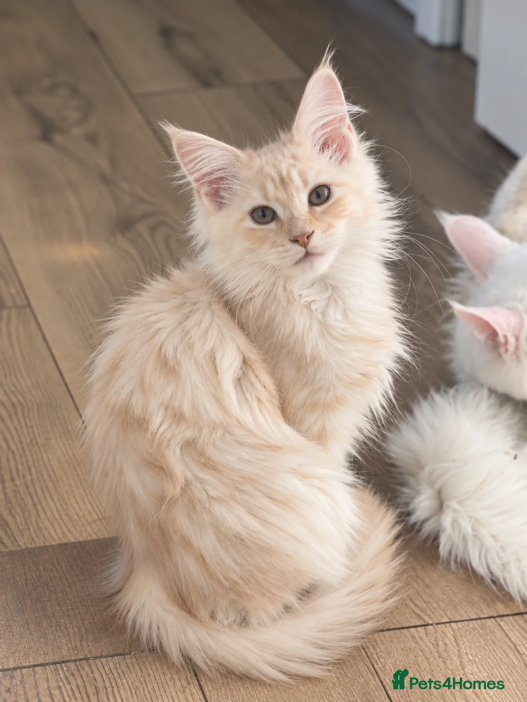 Maine Coon cats for sale: 💕 A Very Special Maine Coon Girl – Rare Beauty 💕 - Advert 2