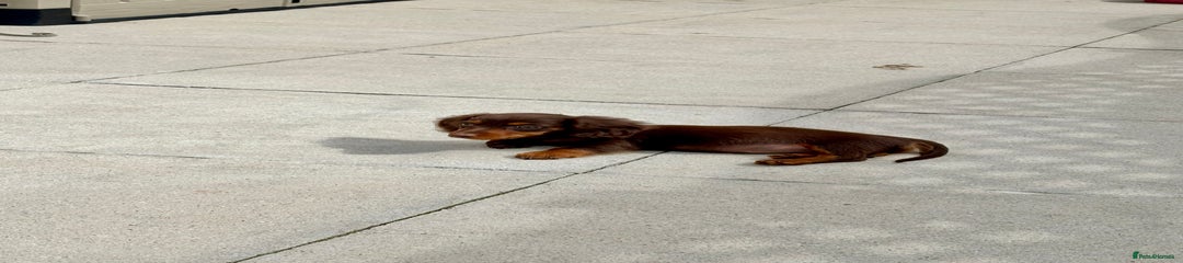 Dachshund Puppy 3