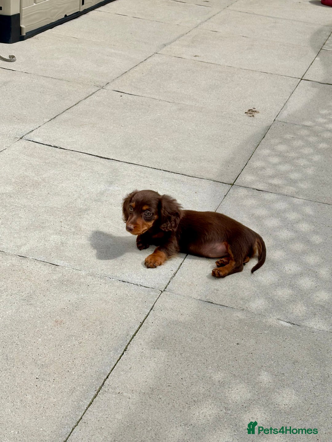 Dachshund dogs for sale: LONGHAIRED MINIATURE DACHSHUND READY NOW - Image 9