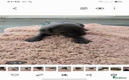 Cane Corso dogs for sale: Baby cane corsa - Image 6