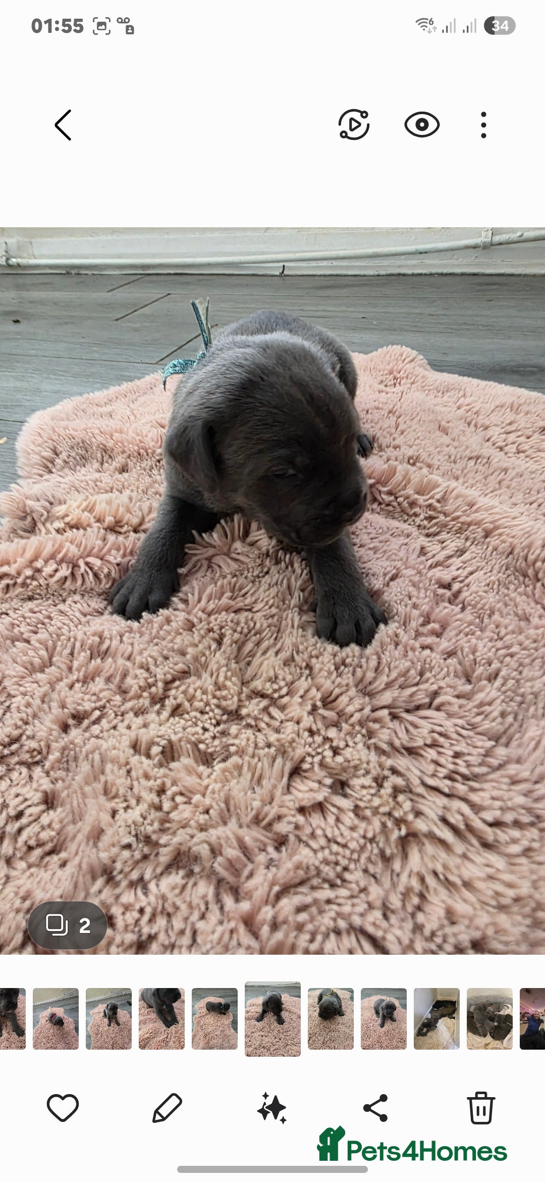Cane Corso dogs for sale: Baby cane corsa - Image 6