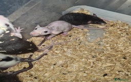 Rat rodents for sale: Dumbo and rex - Image 3