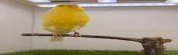 Finches birds for sale: Persian canary’s pairs-hens-and male available - Advert 3