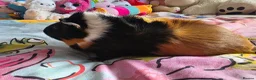 Guinea Pig rodents for sale: 2 Male Guinea Pigs Complete Set Up in Gloucester - Advert 5