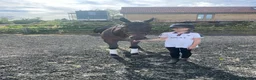 Other Breed horses for sale: 15’2 Bay Mare - Hacking dream.  - Advert 3