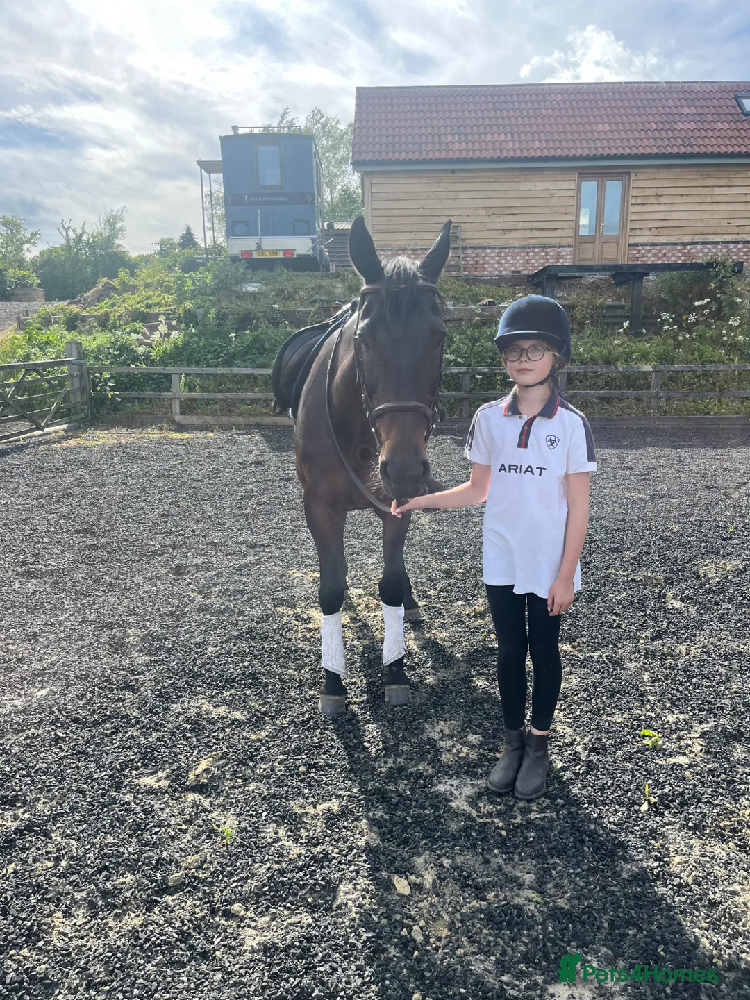 Other Breed horses for sale: 15’2 Bay Mare - Hacking dream.  - Advert 3