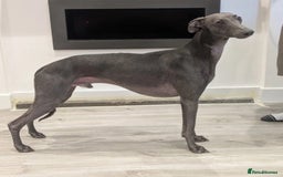 Mixed Breed dogs for sale: Pharaoh hound x blue whippet .last  of the litter  - Image 10