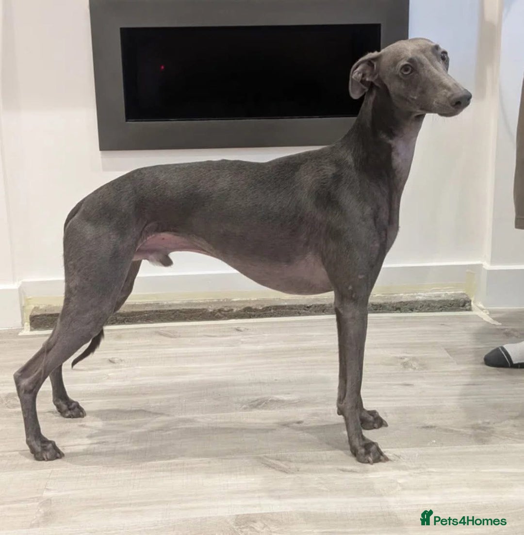 Mixed Breed dogs for sale: Pharaoh hound x blue whippet .last  of the litter  - Image 10