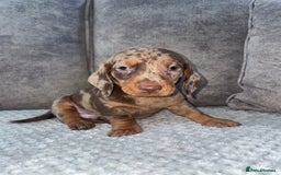 Miniature Dachshund dogs for sale: Miniature dachshunds ready now - Image 1