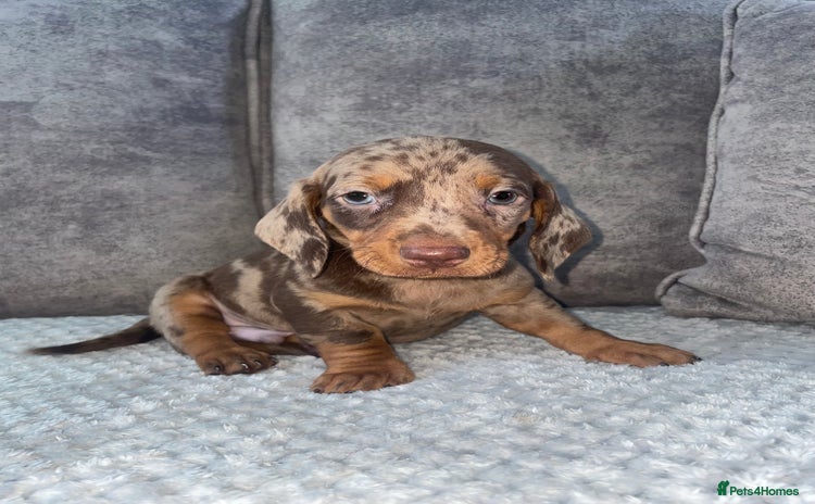 Miniature Dachshund dogs - Advert 1