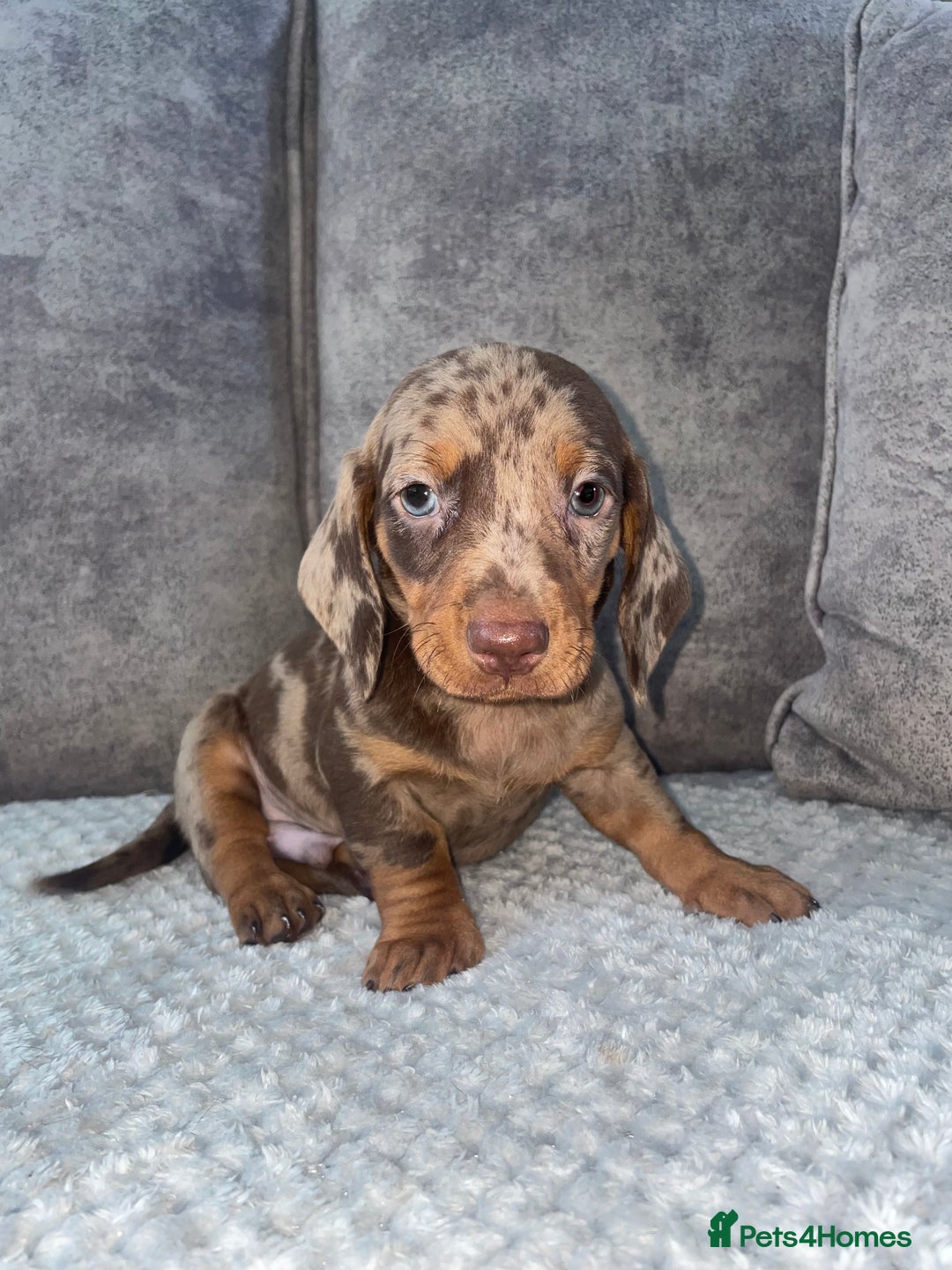 Miniature Dachshund dogs for sale: Miniature dachshunds ready now - Image 1