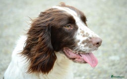 English Springer Spaniel dogs for sale: Springer spaniel puppies for sale  - Image 28