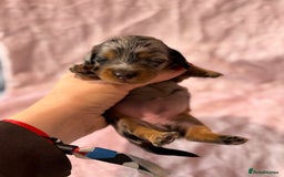 Miniature Dachshund dogs for sale: Beautiful litter of 4 miniature daschunds  - Image 7