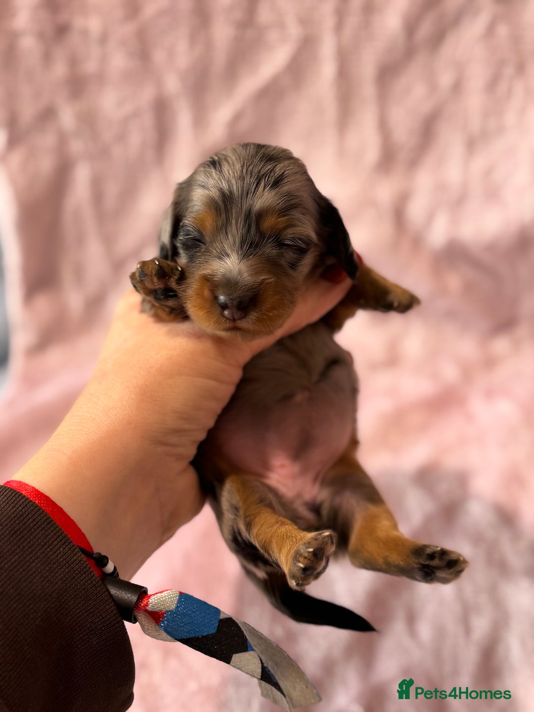 Miniature Dachshund dogs for sale: Beautiful litter of 4 miniature daschunds  - Image 7