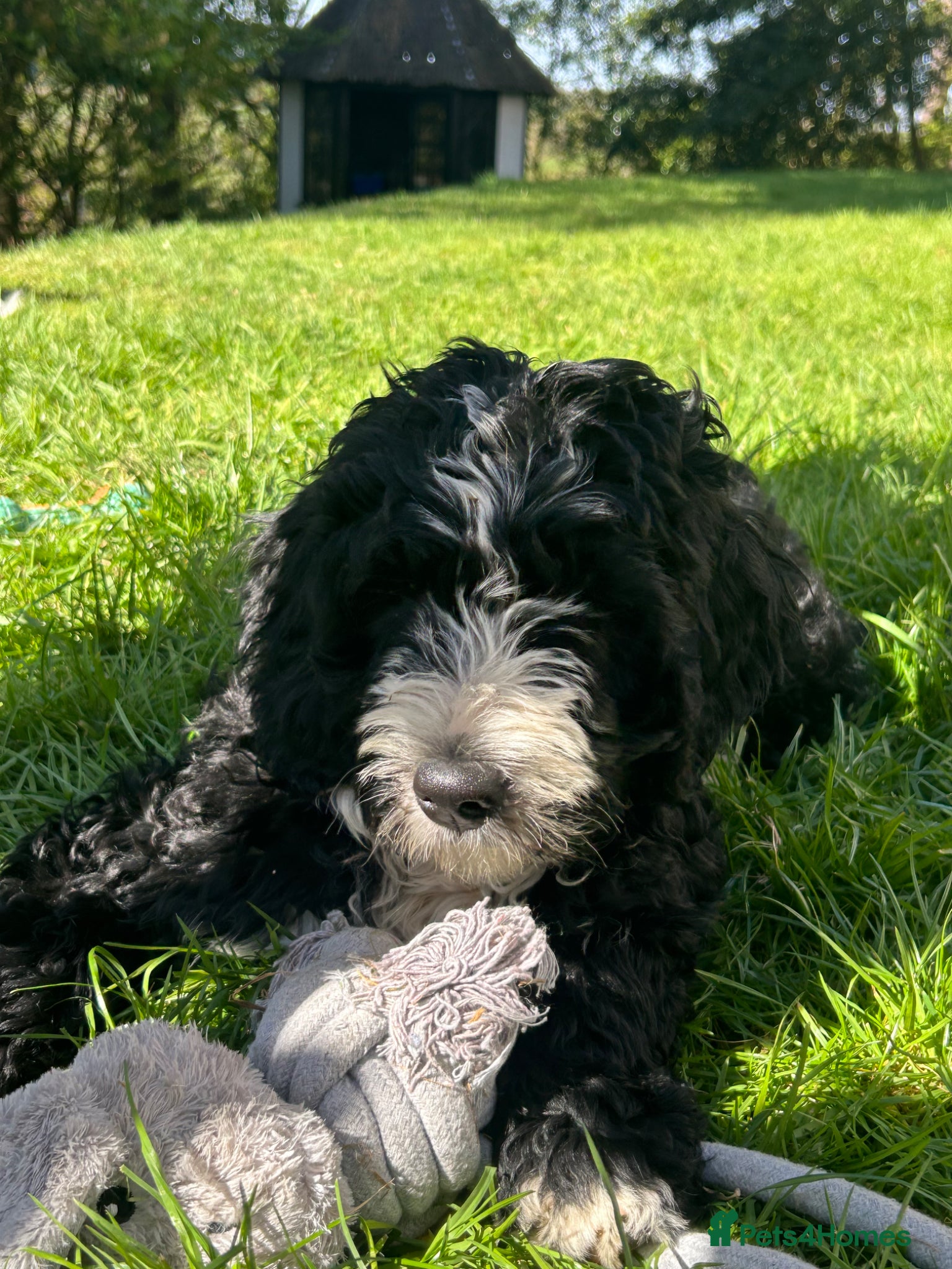 Bernedoodle dogs Beautiful Bernedoodles - Advert 1