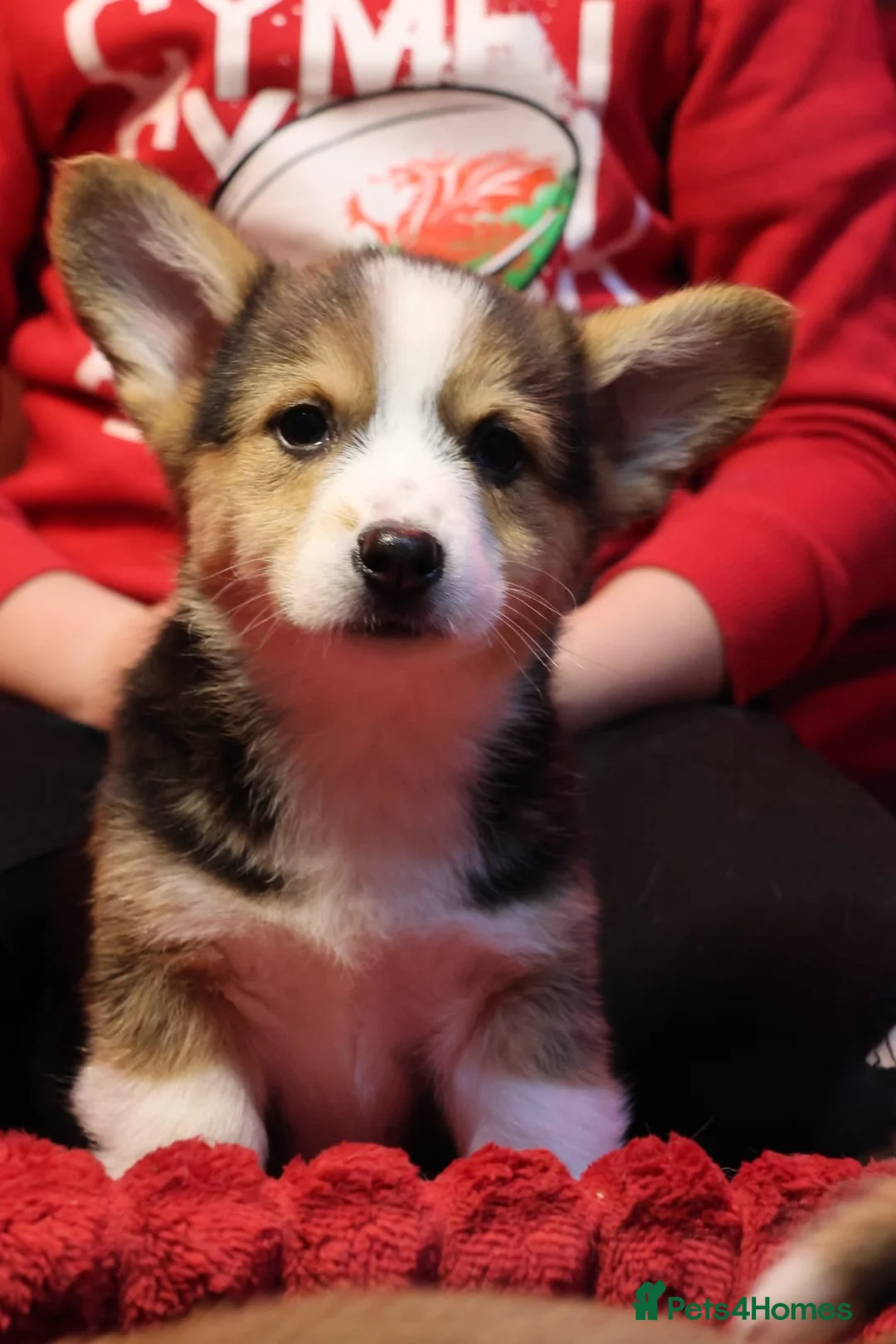 Welsh Corgi Pembroke dogs for sale: Champion bloodlines on both sides, great with kids - Advert 36