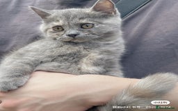 British Shorthair cats for sale: British Shorthair Kittens Looking for Loving Homes - Image 4