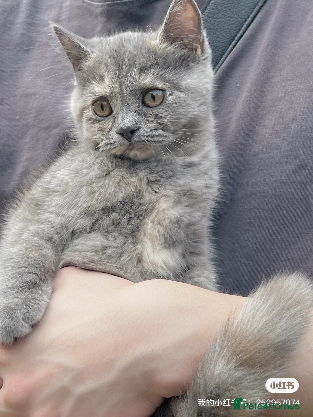 British Shorthair cats for sale: British Shorthair Kittens Looking for Loving Homes - Image 4