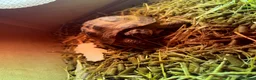 Tortoise reptiles for sale: Horsefield Tortoise  - Advert 7