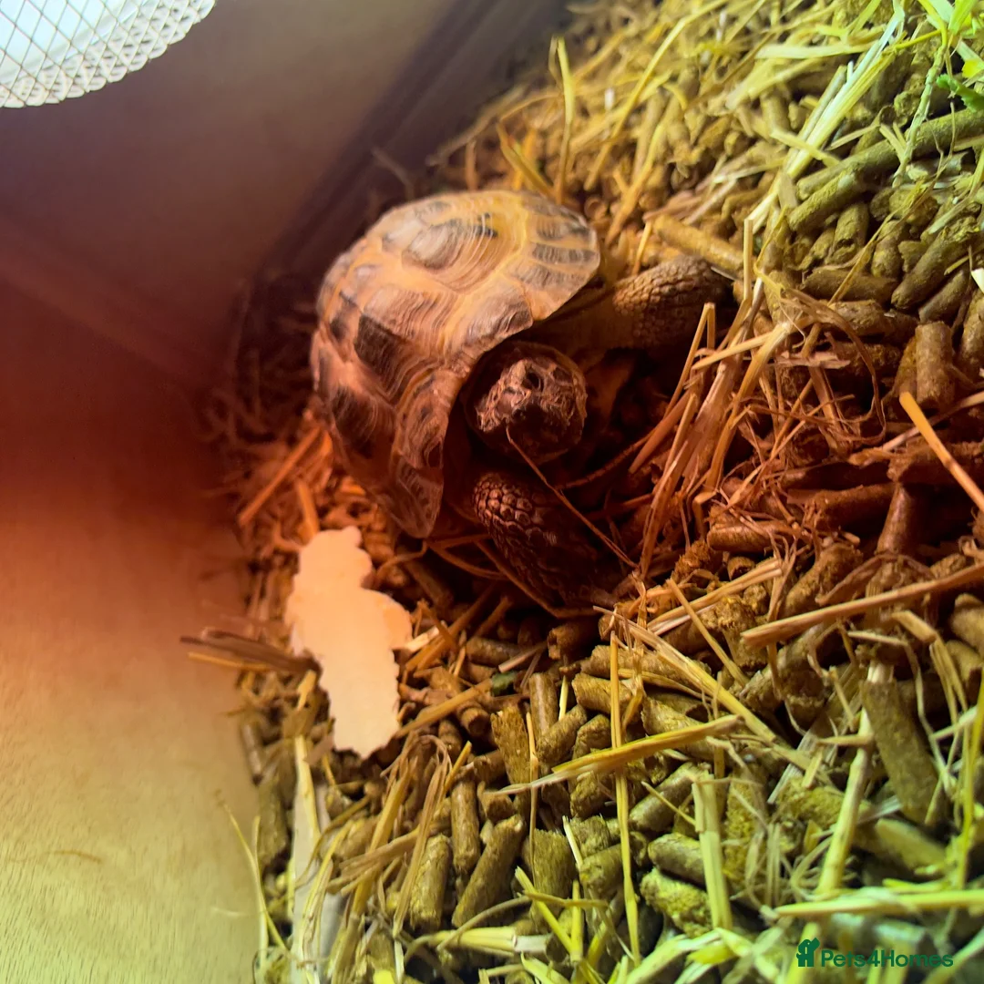 Tortoise reptiles for sale: Horsefield Tortoise  - Advert 7