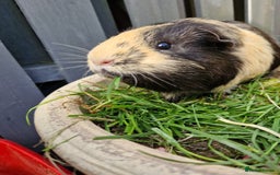 Guinea Pig rodents for sale: Handsome shelte male  - Image 4