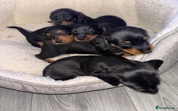 Mixed Breed dogs for sale: Doxiepoo puppies  - Image 12