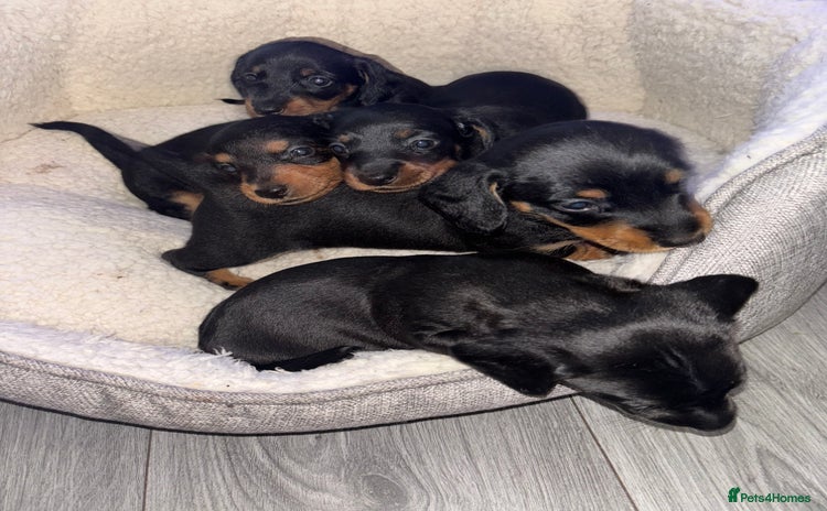 Mixed Breed dogs - Advert 6