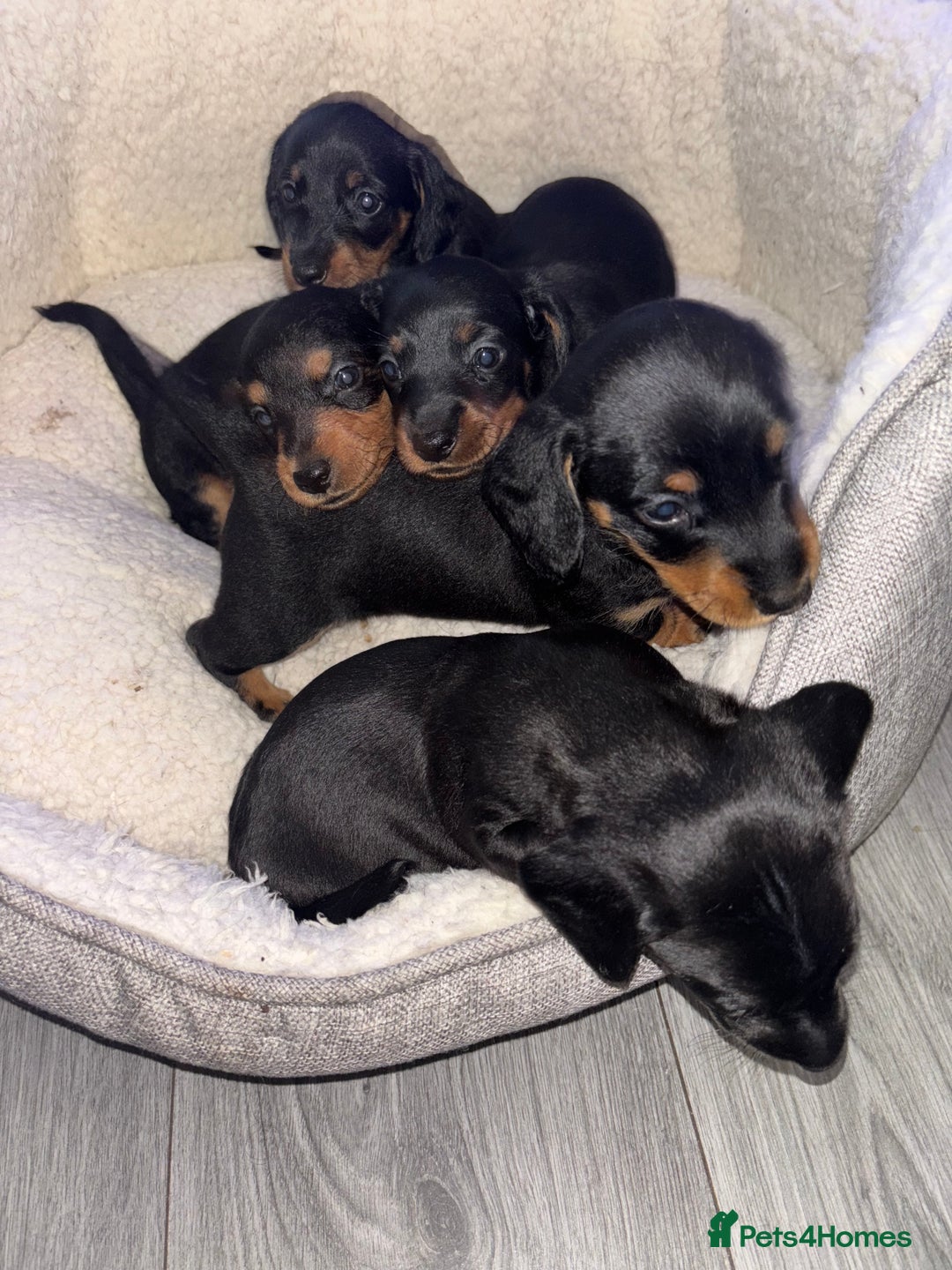 Mixed Breed dogs for sale: Doxiepoo puppies  - Image 12