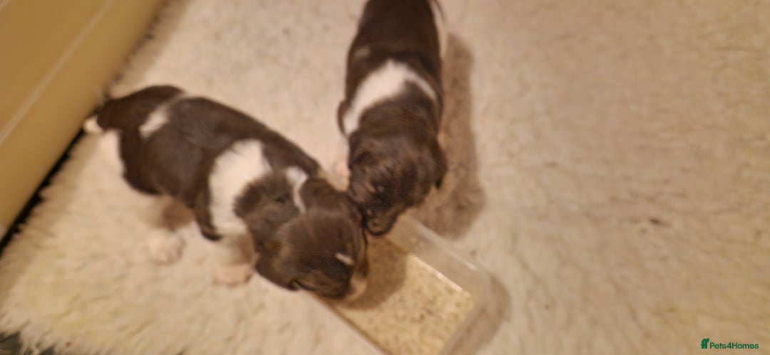 English Springer Spaniel dogs for sale: 2 Beautiful,chunky Springer boys - Advert 6