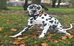 Dalmatian dogs for stud: Looking for Dalmatian stud! - Image 3
