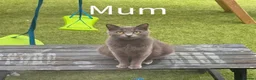 British Shorthair cats for sale: British shorthair x Ragdoll - Advert 5
