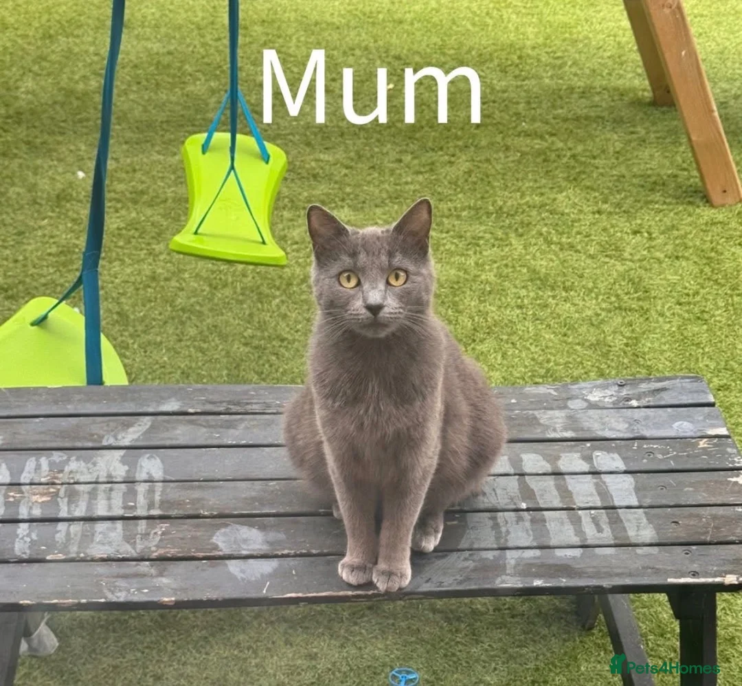 British Shorthair cats for sale: British shorthair x Ragdoll - Advert 5