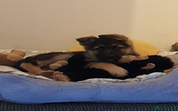 German Shepherd dogs for sale: German Shepard full breed  - Image 2