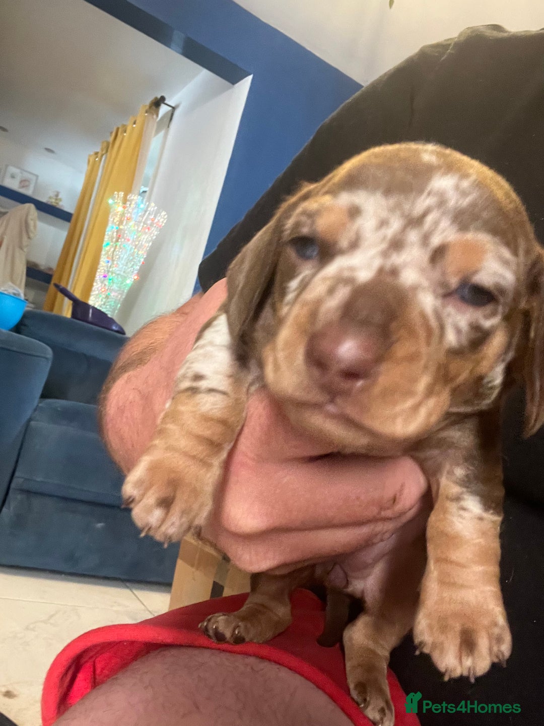 Miniature Dachshund dogs for sale: VIEW NOW 2 Beautiful chocolate dapple girls in Dudley - Image 5