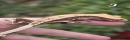 Gecko reptiles for sale: Various crested geckos - Advert 4