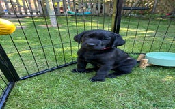 Labrador Retriever dogs for sale: Labrador puppies  - Image 9