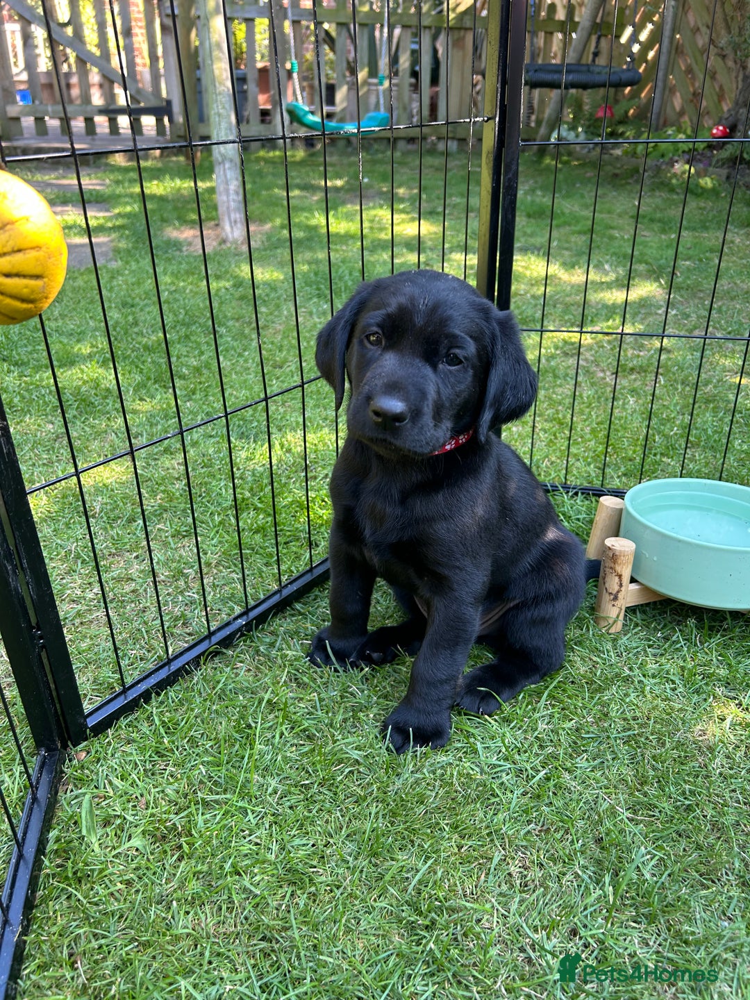 Labrador Retriever dogs for sale: Labrador puppies  - Image 9
