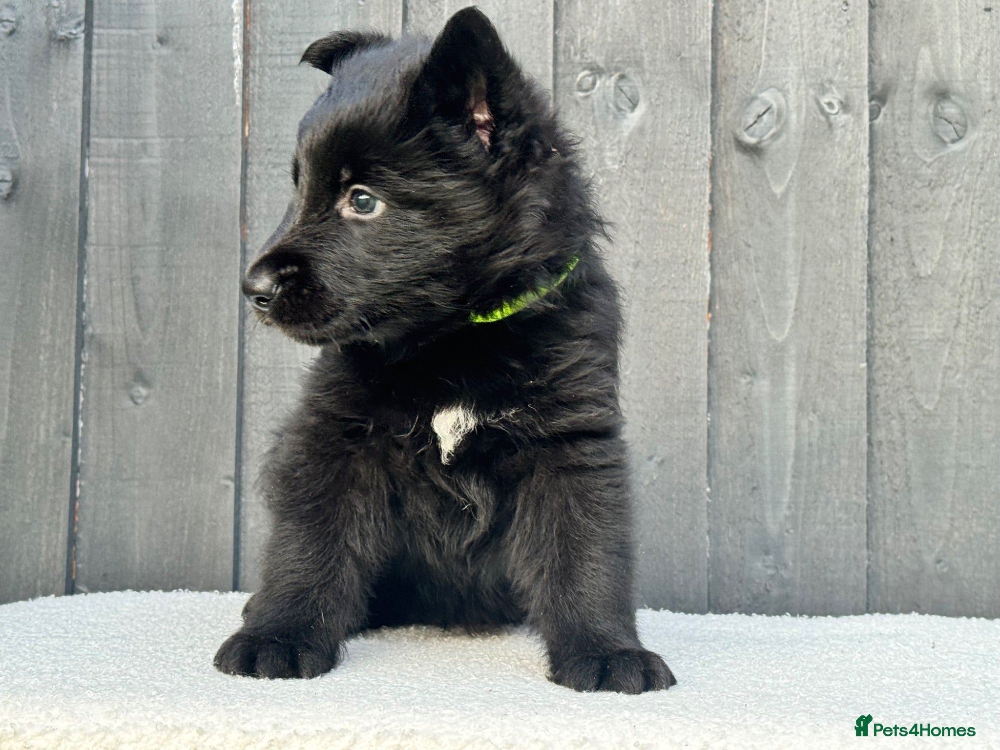 German Shepherd dogs STUNNING GERMAN SHEPHERD PUP !!!!!!!! - Advert 2