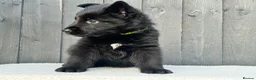 German Shepherd dogs for sale: STUNNING GERMAN SHEPHERD PUPPIES !!!!!!!! in Ilford - Advert 12