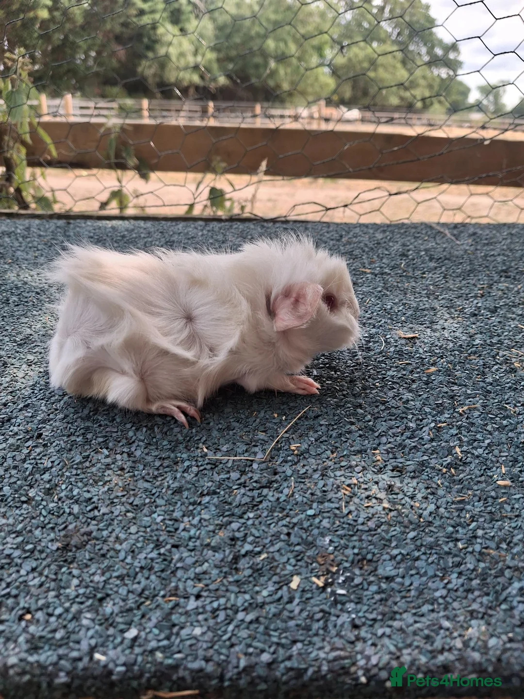 Guinea Pig rodents for sale: Cute white guinea pigs sows - Advert 2