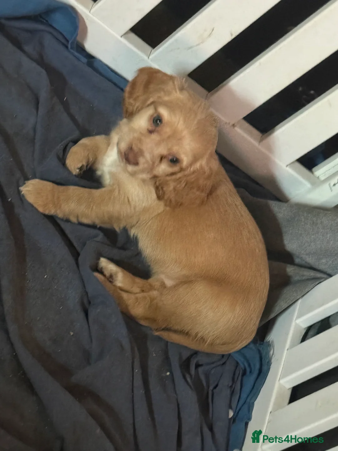 Cocker Spaniel dogs for sale: 1 cocker spaniel girl  left available  - Advert 17