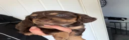Sprocker dogs for sale: 🐾Sprocker puppies🐾 - Advert 22