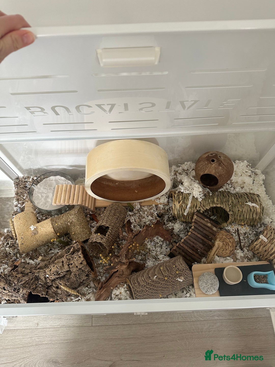 Hamster rodents for sale: Syrian Hamster  - Image 9