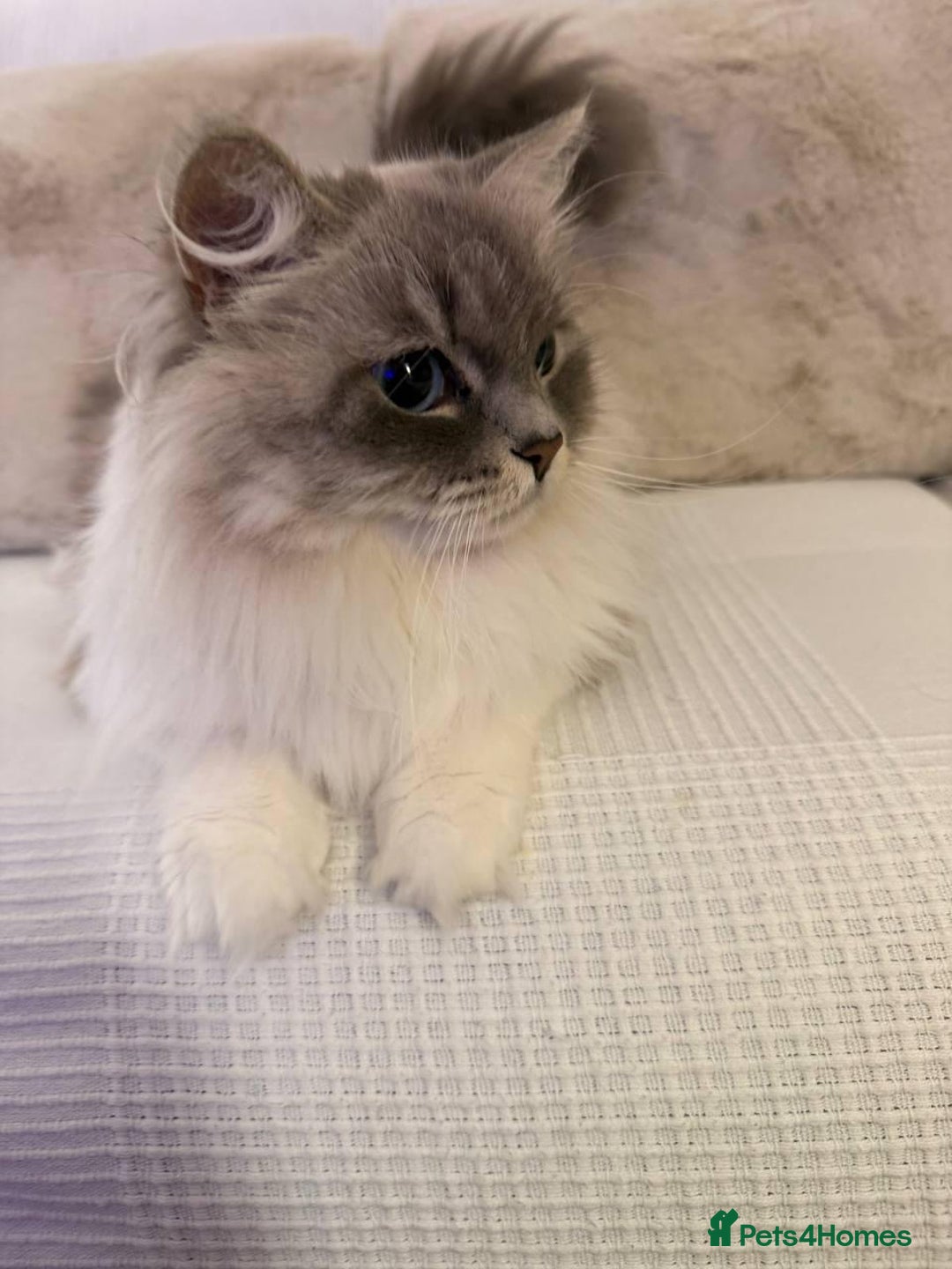 Siberian cats for sale: Rare Siberian Cats Available😻💯 - Advert 22